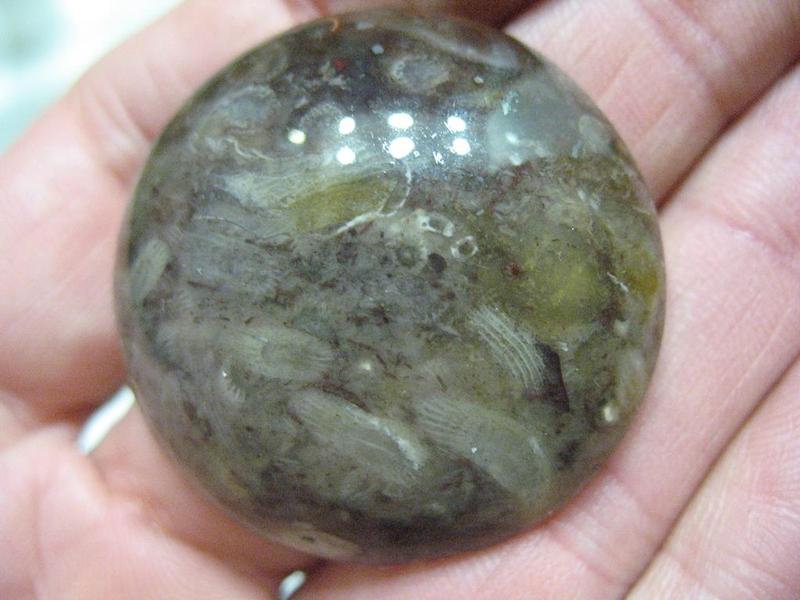 Cabochon fossils 03.JPG