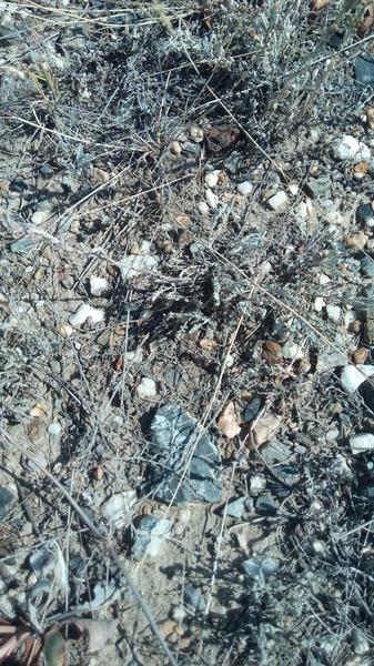 IMG_20170820_111942.jpg