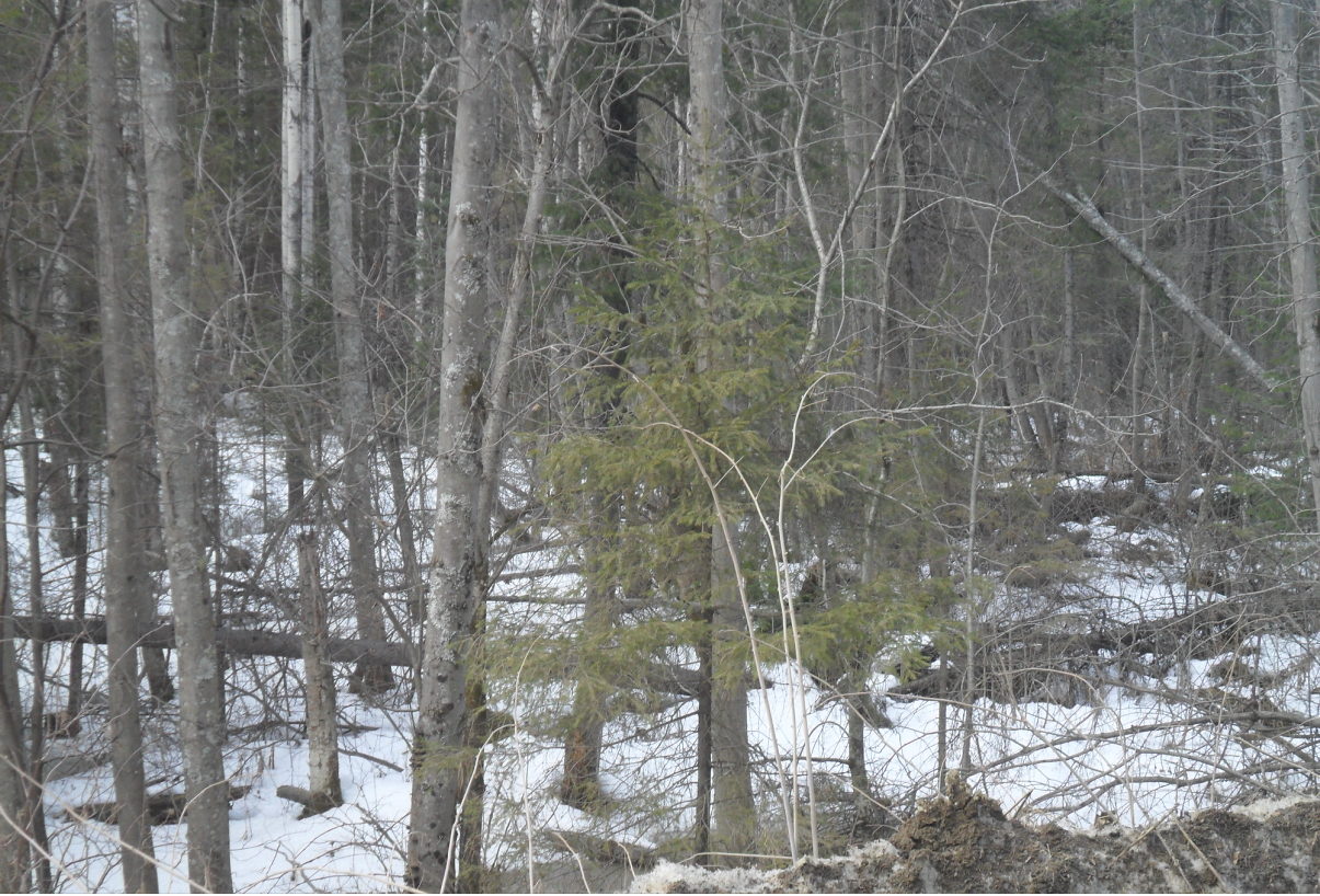 image.png.0c203d74db58a28c24ccf8855f056671.png